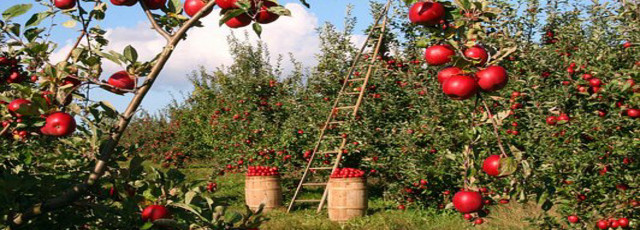 Orchards and Suppliers of Many Types of Produce